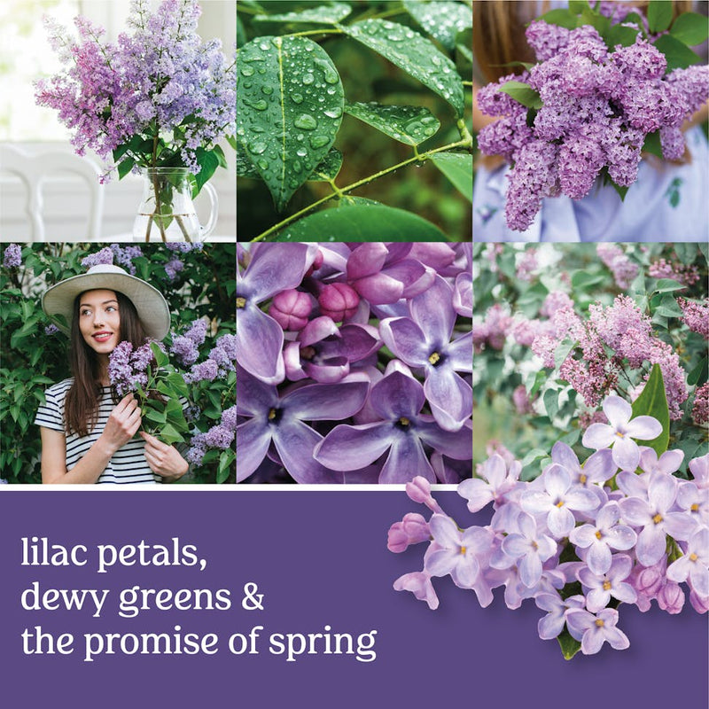 Yankee Candle Lilac Blossoms Scenterpiece Easy MeltCup (Pack of 6)