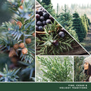 Yankee Candle Balsam & Cedar Scenterpiece Easy MeltCup (Pack of 4)