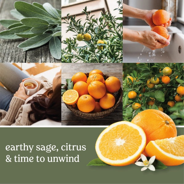 Yankee Candle Sage & Citrus Scenterpiece Easy MeltCup (Pack of 4)